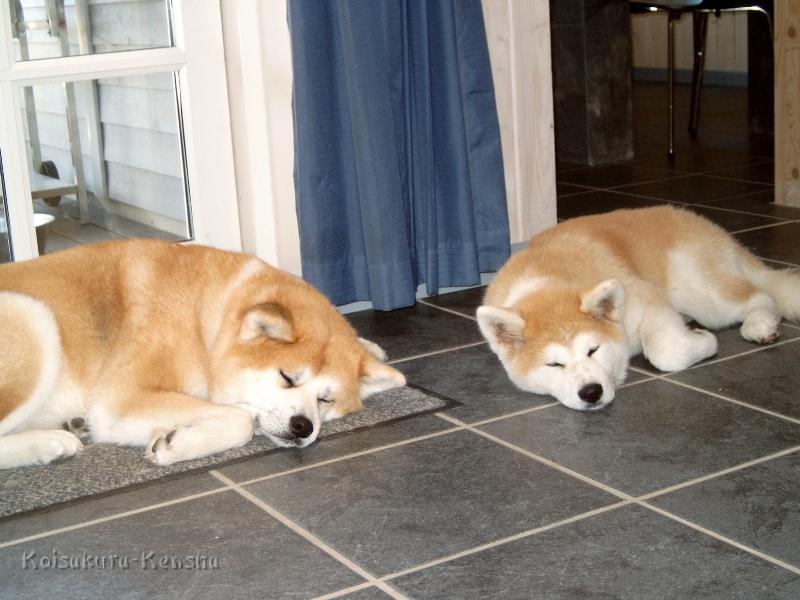 J4100093.JPG - Koi und Makiko, Urlaub in Dänemark, Juni 2008