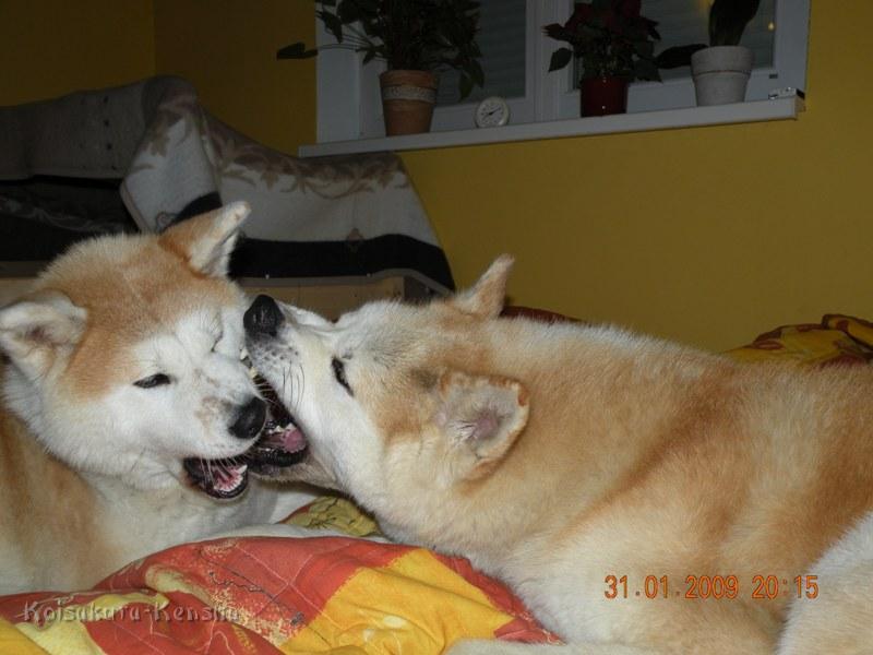 Makiko_Chikoo_2.JPG - Makiko und Chikoo toben auf unserem Bett neben der Wurfkiste.