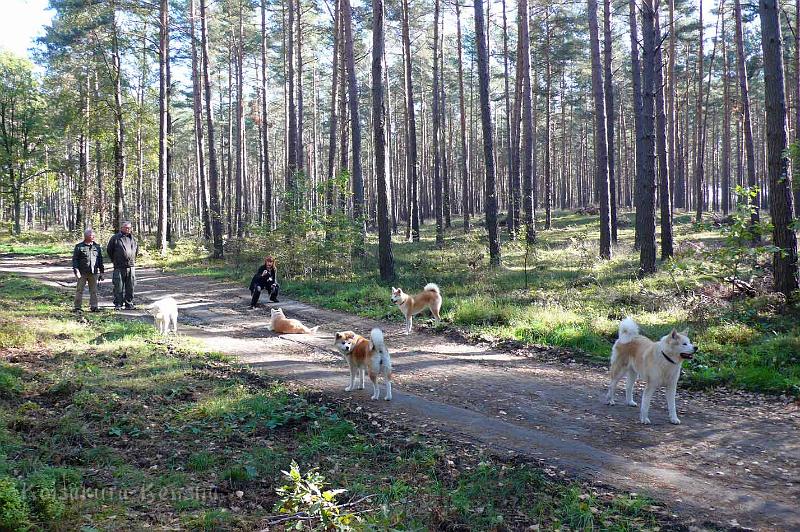 P1190833.jpg - Spaziergang mit Yuki im Oktober 2011