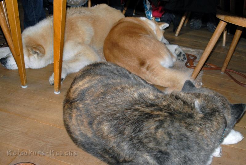 DSC_2394.JPG - Loba, Chikoo und Koi während des Seminars