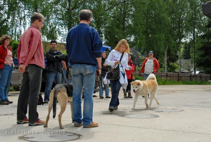 DSC_2409.JPG - Chikoo läuft auf einen leinenaggressiven Rüden zu.
