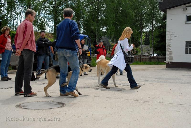 DSC_2410.JPG - Unsicherer Rüde geht nach vorn.