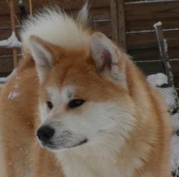 Harumi