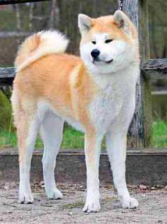 Harumi Delle Bianche Vallate