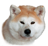 Makiko Go