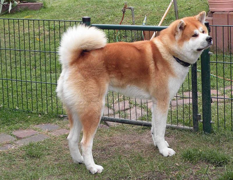 DSCN5289.jpg - Akashio Go, 3 Jahre