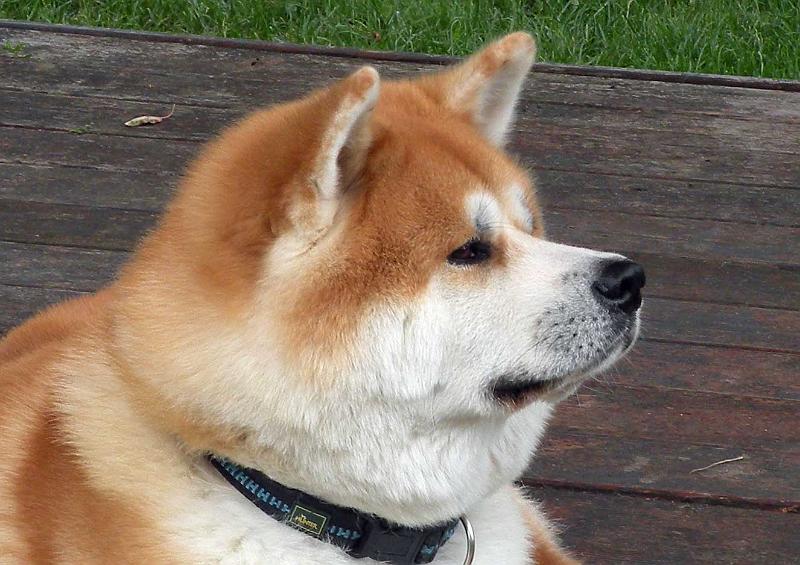 DSCN5310.jpg - Akashio Go, 3 Jahre