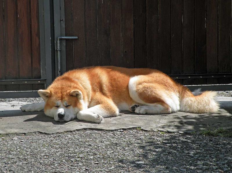 DSCN5386.jpg - Akashio Go, 3 Jahre