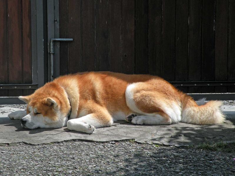 DSCN5387.jpg - Akashio Go, 3 Jahre