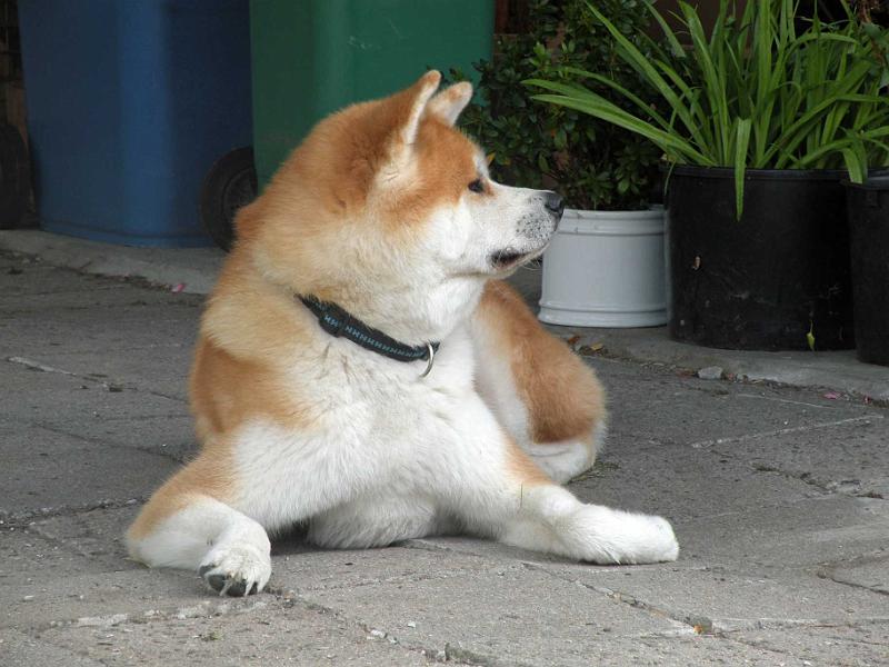 DSCN5390.jpg - Akashio Go, 3 Jahre