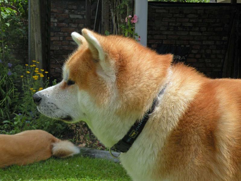 DSCN5394.jpg - Akashio Go, 3 Jahre