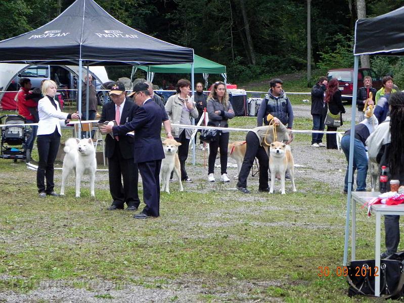 Akita-Cup-Italy-2012-2_2._Platz.jpg - Bandai-san Go erzielte auf dem AKITA CUP ITALY in Breitnau in der "Soken Class" (18-30 Monate) den 2. Platz.