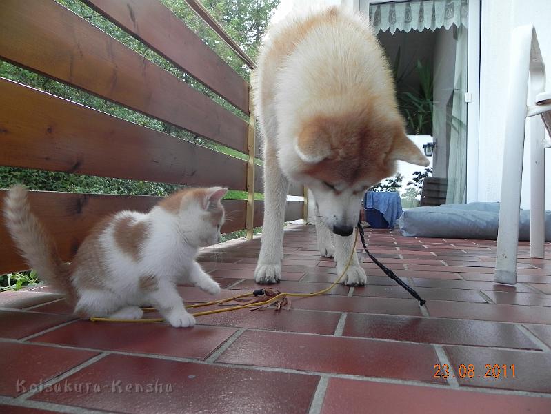 DSCN2112.JPG - Bandai-san, 16 Monate