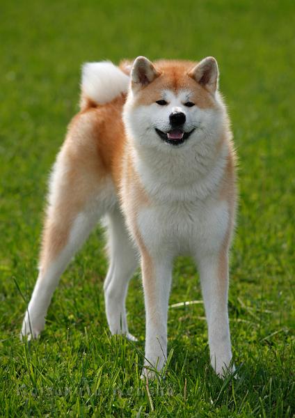 _MG_9674_10Mon.jpg - Bandei-san, 10 Monate