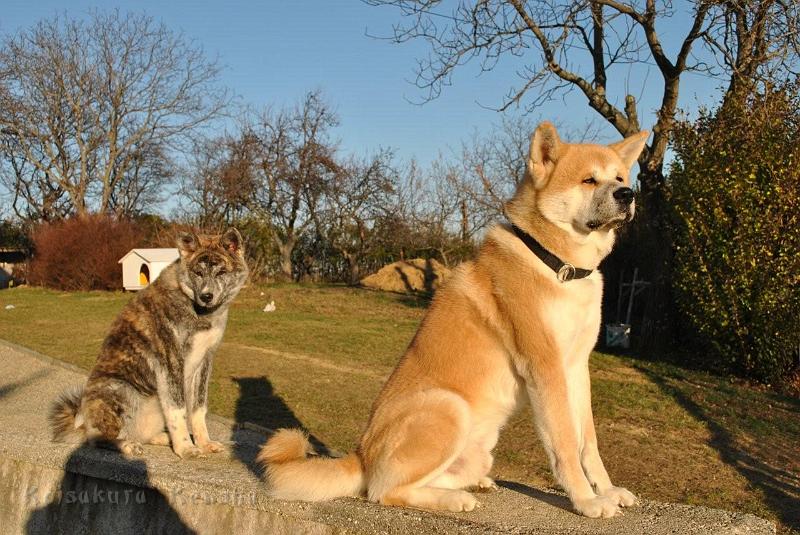 Dezember2011_2751.jpg - Shinju mit Freund Taro, Dezember 2011