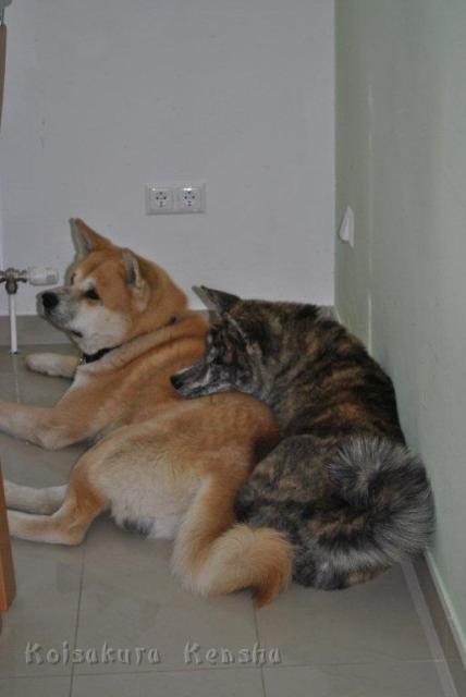 _3622.jpg - Shinju und ihr bester Freund Taro, April 2012