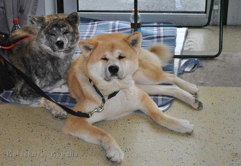 _3632a.jpg - Shinju und Taro auf der Ausstellung, April 2012