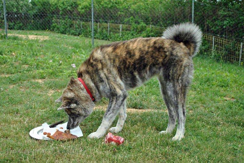 _3842.jpg - Shinju's "Geburtstagstorte" zum 1. Jubiläum