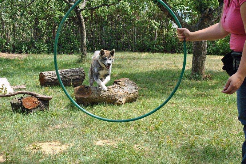 _3860.jpg - Shinju liebt das Arbeiten mit Julia, Juni 2012