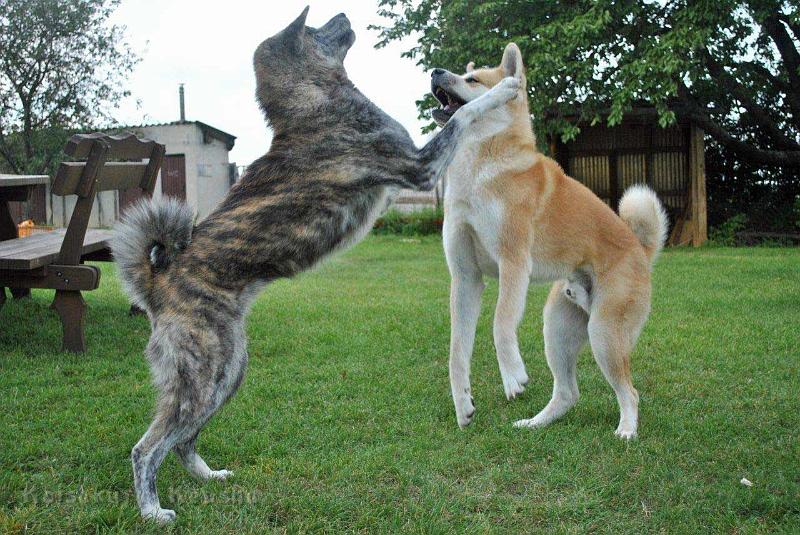 _820.jpg - Shinju mit Taro im August 2012