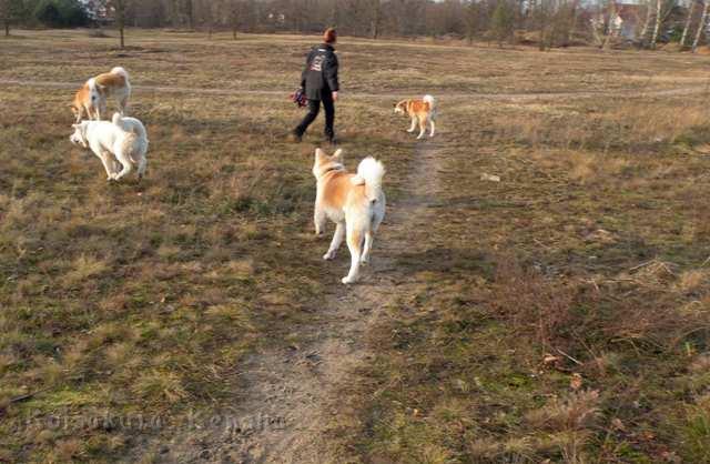 DSCN2135.jpg - Yuki beim Wiedersehen mit seinem Rudel
