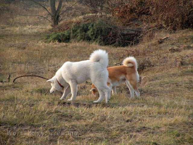 DSCN2142.jpg - Yuki und Koi, Dezember 2011