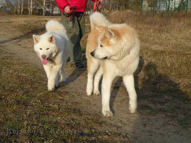 DSCN2185.jpg - Yuki und Chikoo, Dez2011