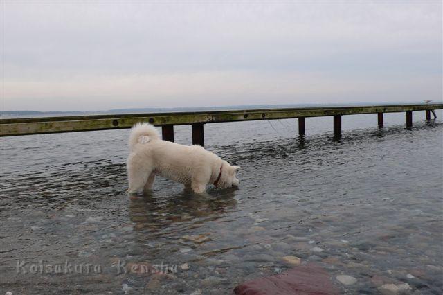 P1200829.JPG - Yuki an der Ostsee, 6 Monate