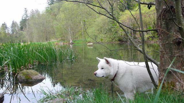 P1220685-schick_hier.jpg - Yuki im Schwarzwald 2012