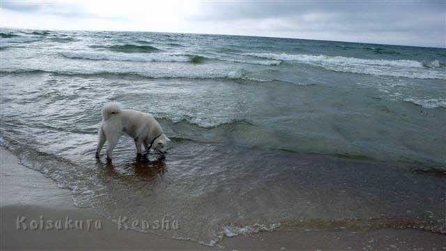 P1240759.jpg - Yuki (13 Monate) an der Ostsee