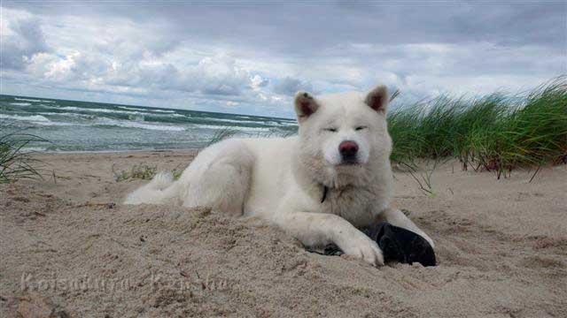 P1250901.jpg - Yuki (13 Monate) an der Ostsee