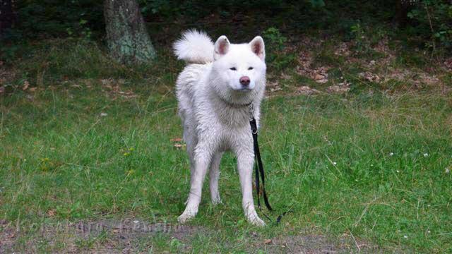P1260007.jpg - Yuki nach dem Baden