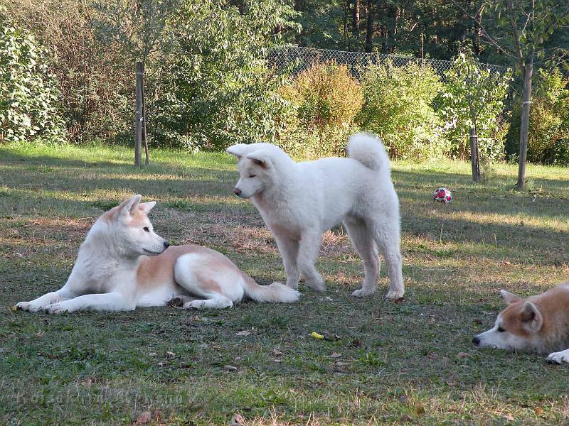 Yuki_mit_Mama_November_2011.jpg
