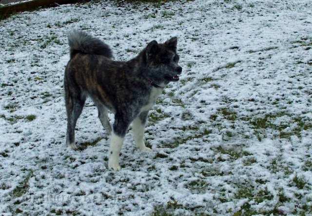 DSCI0004.jpg - Der erste Schnee für Choudai, 6 Monate