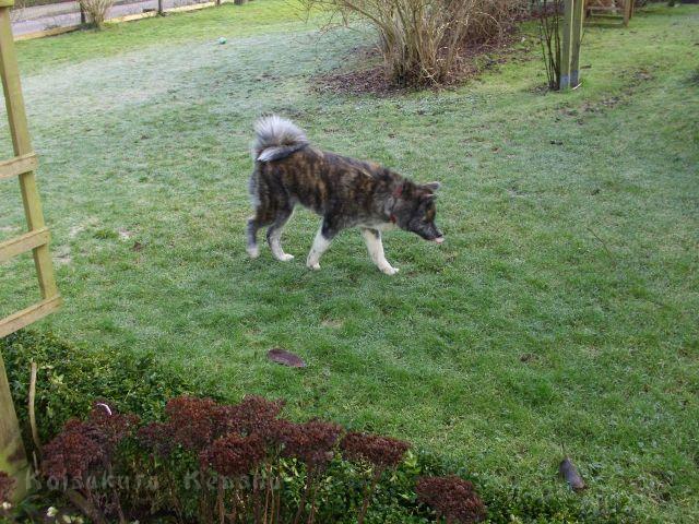 DSCI0017.jpg - Choudai, 7 Monate