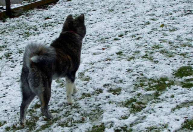 DSCI0017a.jpg - Choudai, 6 Monate