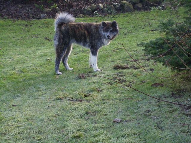 DSCI0032.jpg - Choudai, 7 Monate