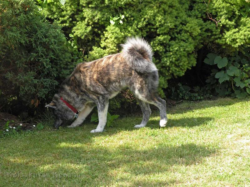 DSCN5337.jpg - Choudai (12 Monate) zu Besuch bei uns!