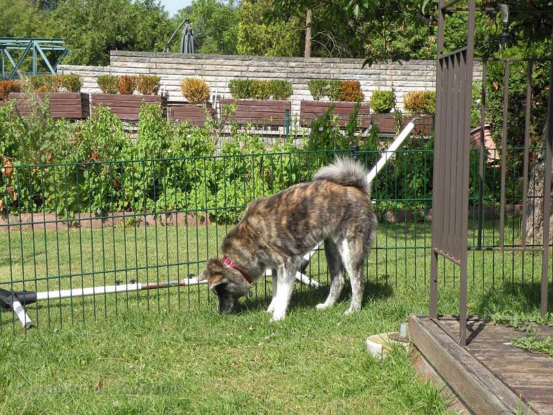 DSCN5343.jpg - Choudai im Welpenauslauf des D-Wurfes, Juni 2012