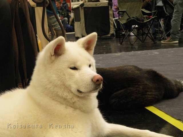 DSCN2378.jpg - Chuseishin in Nürnberg 2012