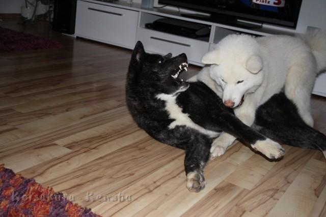 IMG_2287.JPG - Chusei 6 Monate mit Freundin Daiya