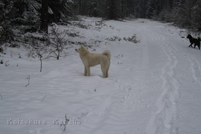 IMG_2403.JPG - Chusei  im Schnee, 7 Monate