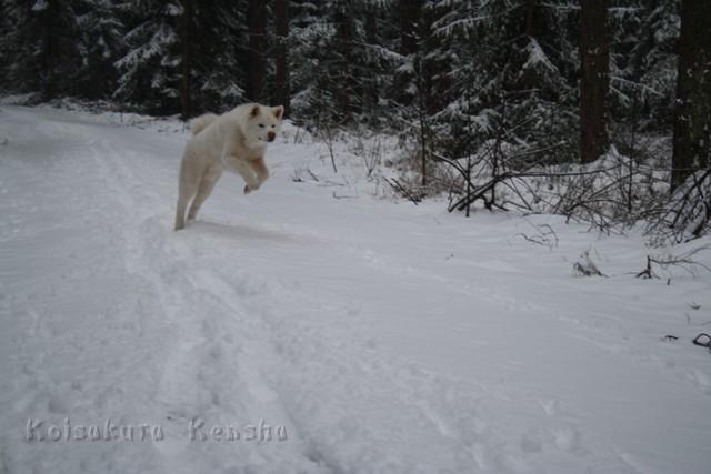 IMG_2414.JPG - Chusei  im Schnee, 7 Monate