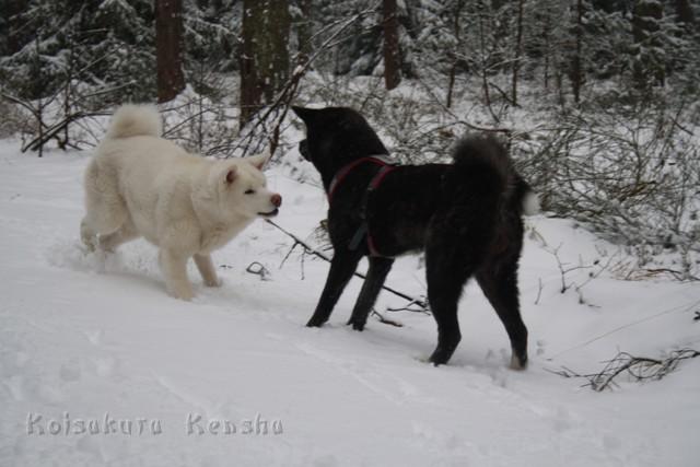 IMG_2415.JPG - Chusei mit Freundin Daiya im Schnee, Januar 2012