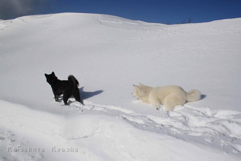 IMG_2522.jpg - Toben im Schnee mit Daiya in Ruhpolding