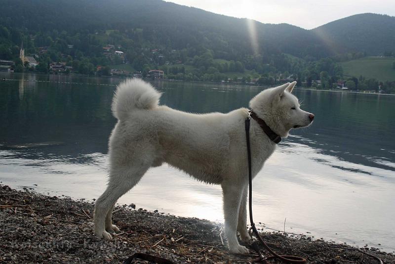 IMG_2861.jpg - Chuseishin Go, 11 Monate