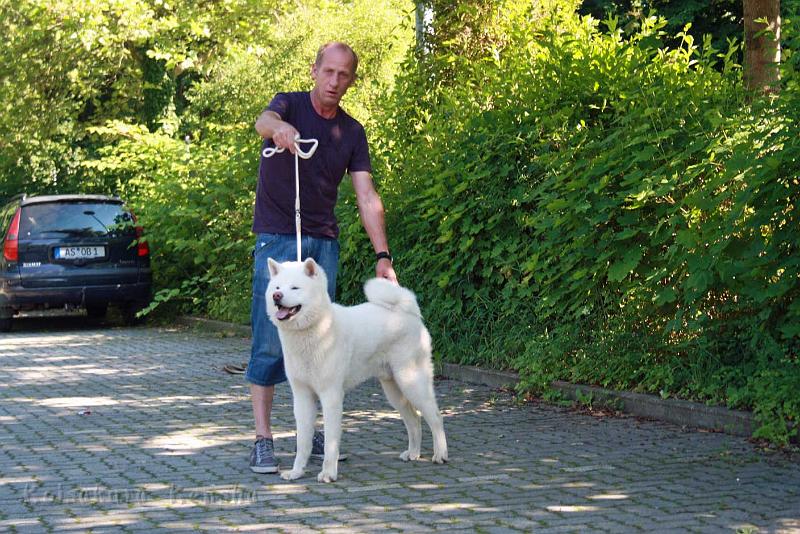 IMG_2935.jpg - Chuseishin beim Ausstellungs-Training (12 Monate)