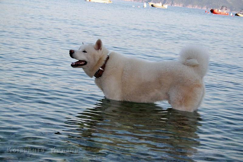 IMG_3097.jpg - Chuseishin Go (13 Monate) mag das Wasser, wie auch seine Brüder.