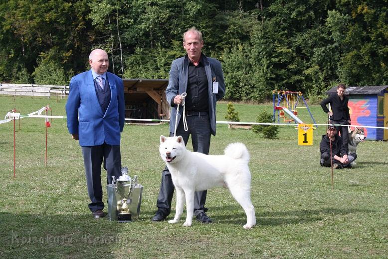 IMG_7231.jpg - 23.09.: V1  Zwischenklasse,  Anw. Dt. Ch. VDH,  CAC VDH, CAC JA, BOB und BIS (Best in Show)