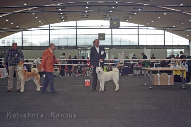 IMG_9072.JPG - CHUSEISHIN GO hat auf der Nationalen Rassehunde-Ausstellung Karlsruhe V1 und die Anw. Dt. Jug. Ch. bekommen